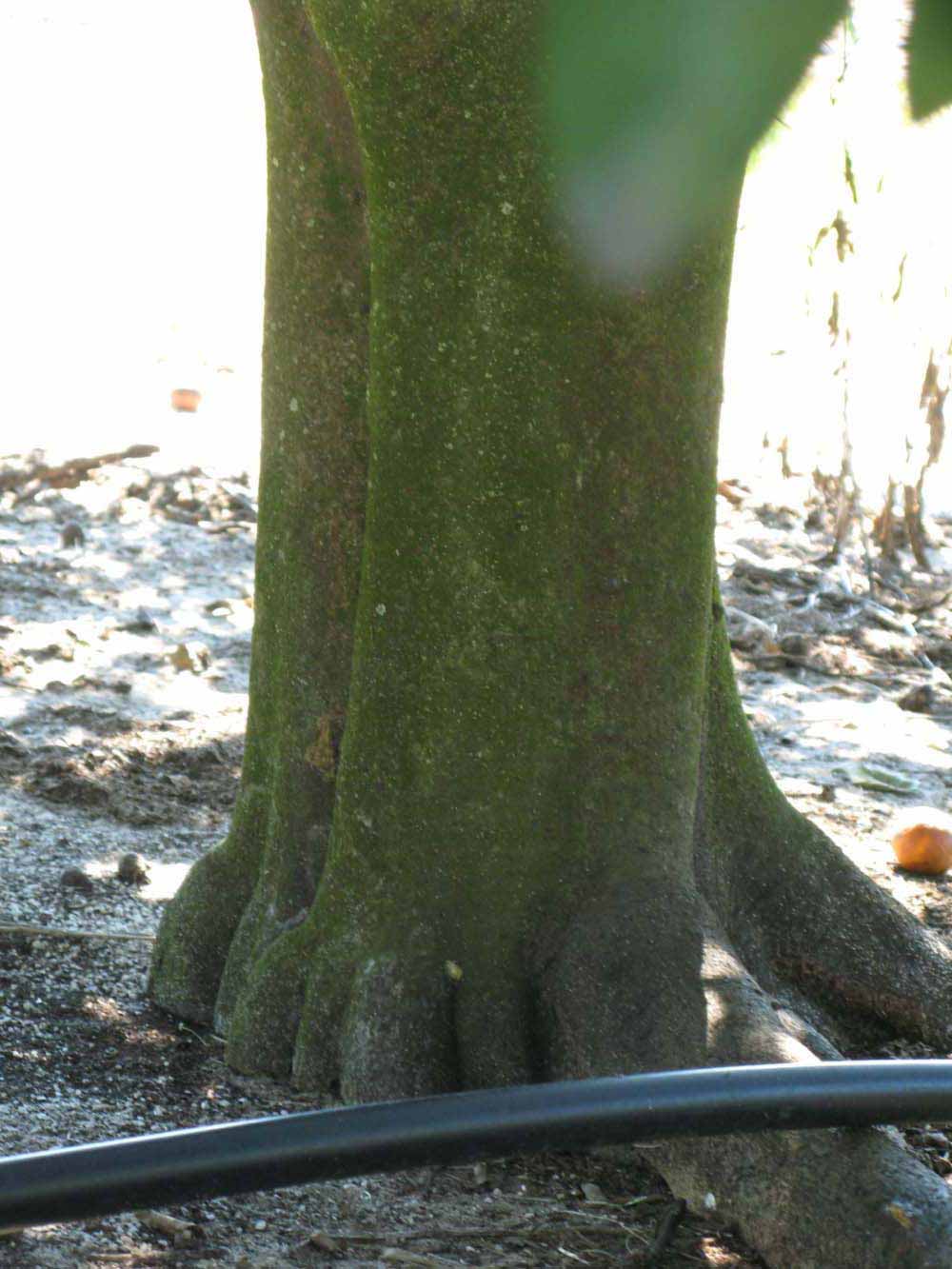            Bark (Winter Haven, FL)      